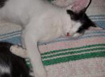 Oreo - Domestic Kitten For Sale - 