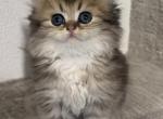 Milky - British Shorthair Kitten For Sale - 