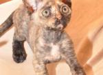 Kira - Devon Rex Kitten For Sale - Brooklyn, NY, US