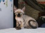 Opal - Devon Rex Kitten For Sale - Brooklyn, NY, US