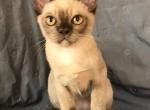 Buba - Burmese Kitten For Sale - 