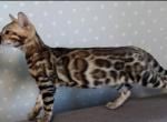 Tiger - Bengal Kitten For Sale - Brooklyn, NY, US