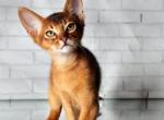 Lion - Abyssinian Kitten For Sale - Brooklyn, NY, US