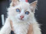 Thomas lilac bicolor - Ragdoll Kitten For Sale - NY, US