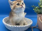 Scottish - Scottish Straight Kitten For Sale - Inman, SC, US