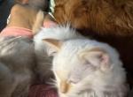 Flame - Ragdoll Kitten For Sale - Glendale, AZ, US