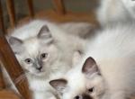 Spunky - Ragdoll Kitten For Sale - Glendale, AZ, US