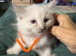 Unique - Ragdoll Kitten For Sale - Glendale, AZ, US