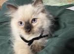 Beauty - Ragdoll Kitten For Sale - Glendale, AZ, US