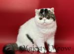 Fedya - Exotic Cat For Sale - Yucca Valley, CA, US