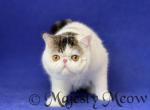 Fedel - Exotic Cat For Sale - Yucca Valley, CA, US