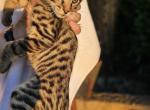 Brun is an HP F1 Savannah Male - Savannah Kitten For Sale - Pocatello, ID, US