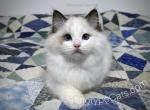 Cyborg - Ragdoll Kitten For Sale - Tuscaloosa, AL, US