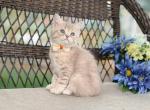 Lilac Scottish straight male - Scottish Straight Kitten For Sale - Spokane, WA, US