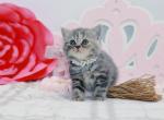 Blue torbie Scottish Straight girl - Scottish Straight Kitten For Sale - Spokane, WA, US