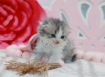 Blue bicolor Highland Food girl - Scottish Fold Kitten For Sale - Spokane, WA, US