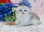 Blue tabby bicolor Highland Fold boy - Scottish Fold Kitten For Sale - Spokane, WA, US