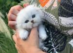 Scottish Fold MALE WHITE - Scottish Fold Kitten For Sale - Miami, FL, US