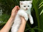 Scottish Straight Blue Eyes Miami - Scottish Straight Kitten For Sale - Miami, FL, US