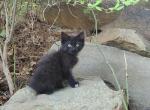 Blackjack - Polydactyl Kitten For Sale - Perryville, AR, US