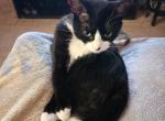 Saphire - American Shorthair Cat For Adoption - Brandon, FL, US