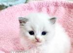 Martini - Ragdoll Kitten For Sale - Attica, MI, US