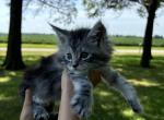 Harlow - Maine Coon Kitten For Sale - MO, US