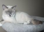 Blue Point Ragamese  Lou - Ragdoll Cat For Sale - 