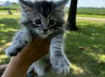 Willow - Maine Coon Kitten For Sale - MO, US