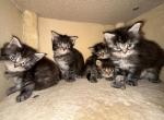 Polydactyl female black tabby Maine coon kfor sale - Maine Coon Kitten For Sale - 