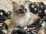 Charlotte of FirCountry Siberians - Siberian Cat For Sale - Castle Rock, WA, US