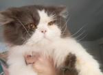 Cfa chocolate bicolor male persian - Persian Cat For Sale - Woodburn, IN, US