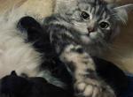 Polydactyl Maine Coon silver tabby - Maine Coon Cat For Sale - 