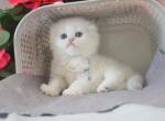 BLUE EYES Scottish Fold Eli - Scottish Fold Kitten For Sale - 