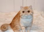 Marmalade - Exotic Kitten For Sale - Boiling Springs, PA, US