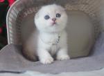 Blue Eyes Scottish Fold Eva - Scottish Fold Kitten For Sale - Boston, MA, US