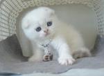 BLUE EYES Scottish Fold Emy - Scottish Fold Kitten For Sale - Boston, MA, US