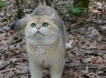 Bonus - Scottish Straight Cat For Sale/Service - 