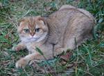 Chloe - Scottish Fold Cat For Sale/Service - Pensacola, FL, US