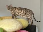 豹子 Leopard Tristen - Bengal Cat For Sale - Oklahoma City, OK, US