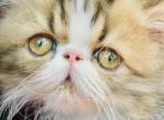 Tinkerbell - Persian Kitten For Sale - West Palm Beach, FL, US