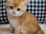 Noodle and Nugget - British Shorthair Kitten For Sale - MN, US