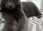 Gideon Gray - Domestic Cat For Adoption - 