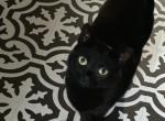 Ophelia - Domestic Cat For Sale - 