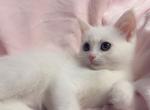 White kitten litter - Domestic Kitten For Sale - 