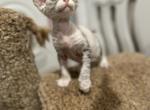 Zara - Devon Rex Kitten For Sale - Philadelphia, PA, US