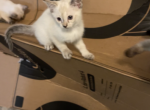 Angel Savage - Siamese Kitten For Sale - MI, US