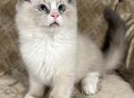 Slater - Ragdoll Kitten For Sale - Ocala, FL, US