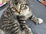 Kitty - Domestic Kitten For Sale - Vancouver, WA, US