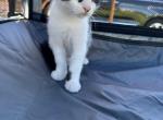 Baby kitty - Domestic Kitten For Sale - Vancouver, WA, US